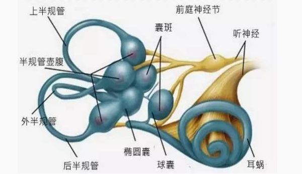 感覺統(tǒng)合之前庭覺